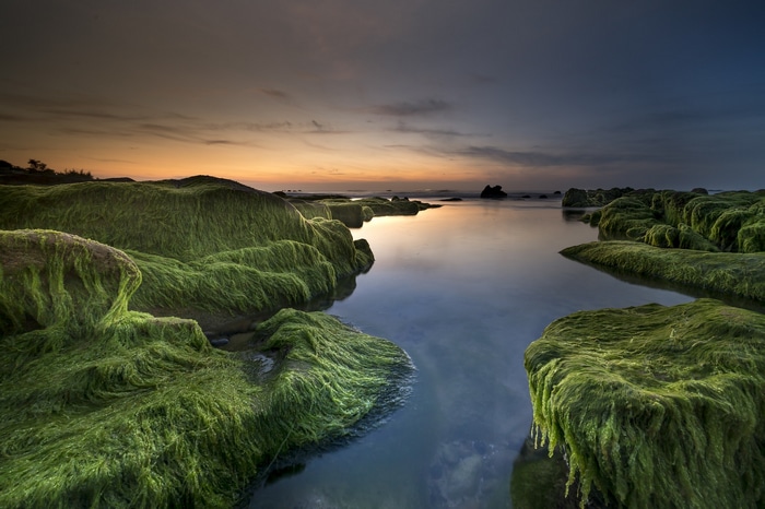 Mossy rocks by the sea at sunset