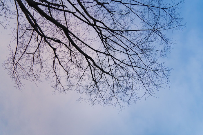 Bare tree branches against a clear sky