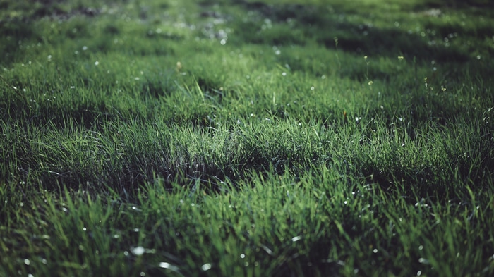 4K grass with bokeh effect