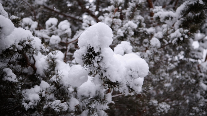 4K snow on fir tree branches