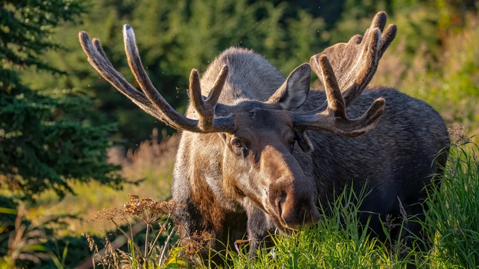 4K Moose with Large Antlers in Nature