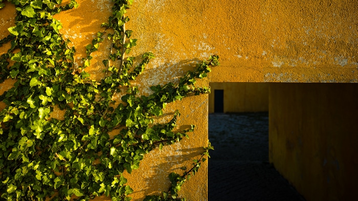 Ivy on a yellow wall in Lisbon, Portugal