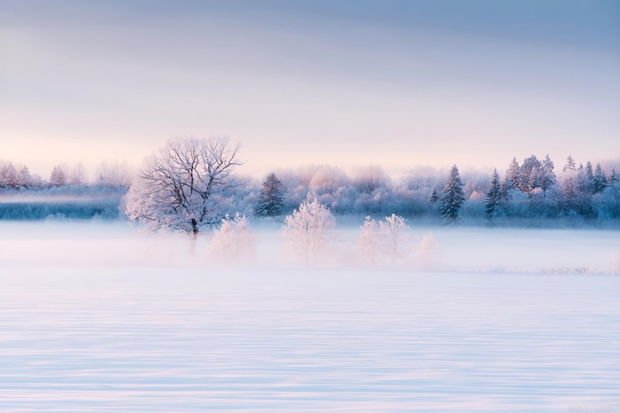4K winter landscape with frosted trees and mist in Estonia