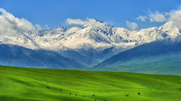 Horses on a green meadow with snowy mountains in Kazakhstan