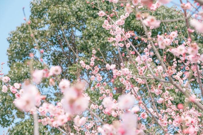 Pink cherry blossoms on branches with green trees