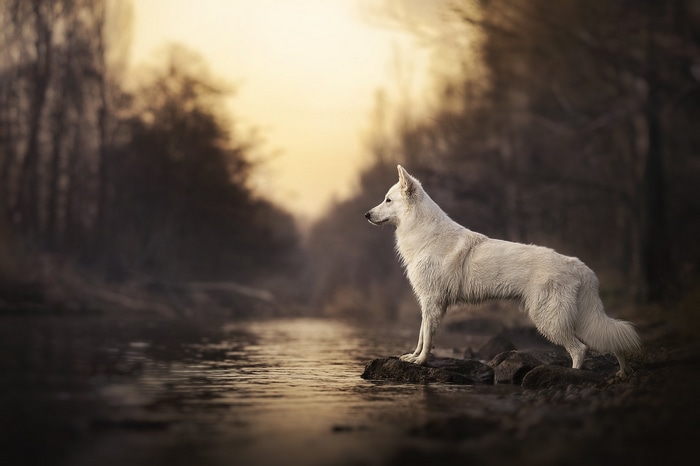 White Swiss Shepherd dog by the water