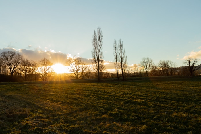 Sunset over a grassy field with trees