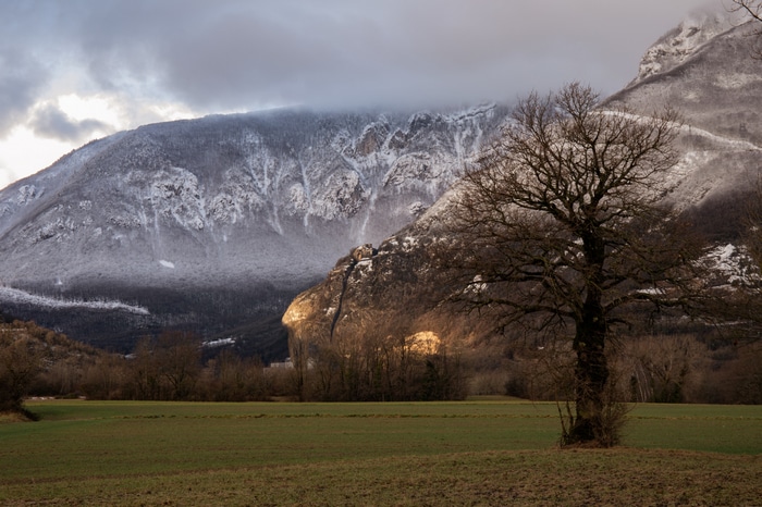 Winter landscape with snow-covered mountains and a bare tree