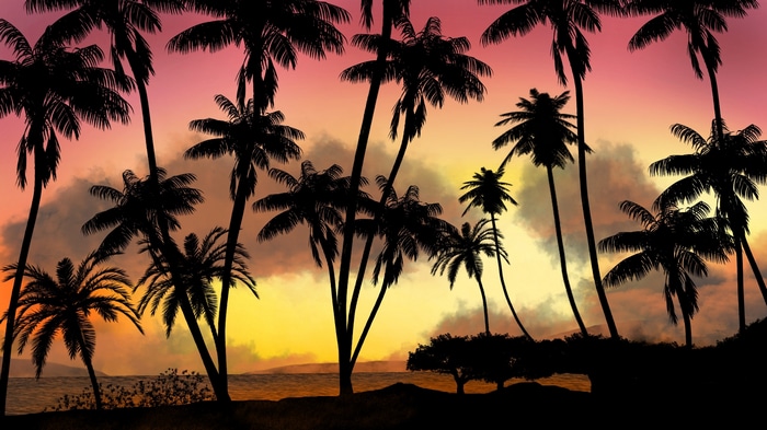 Palm trees silhouetted against a colorful sunset sky