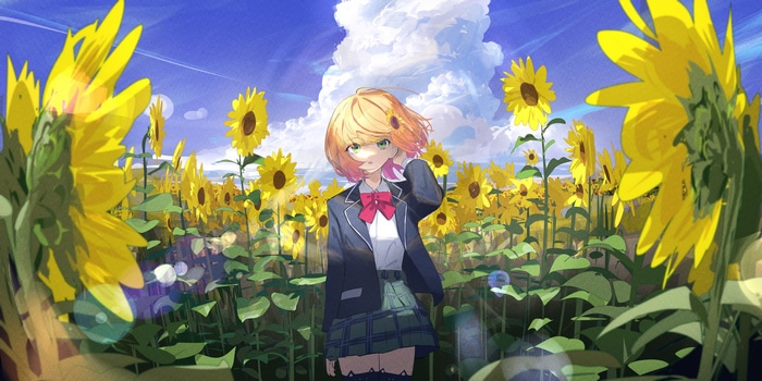 Honma Himawari in a Sunflower Field
