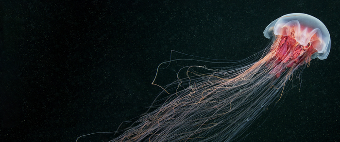 A Lion's Mane Jellyfish with long tentacles