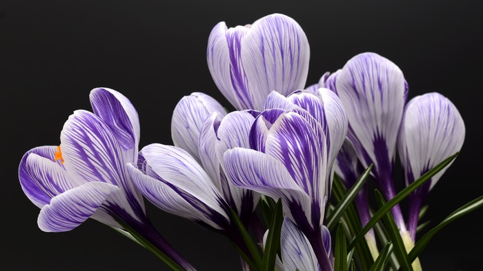 4K Crocus flowers with purple and white stripes on black background