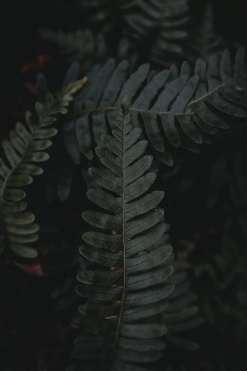 Dark background with fern leaves