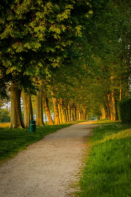 Tree-lined path with a trash bin in a park