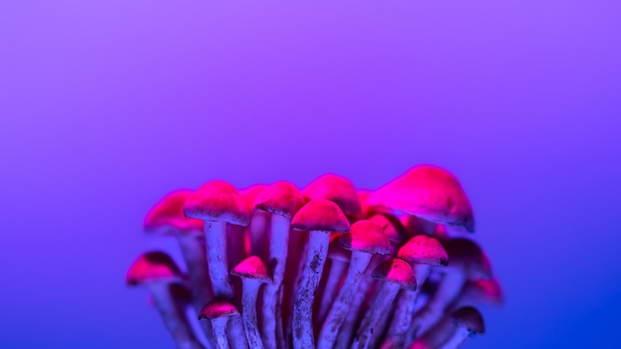 A cluster of mushrooms under red and blue lights