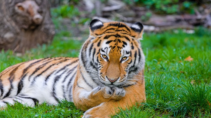 4K Tiger lying on green grass