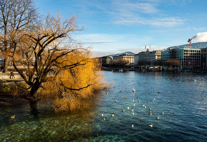 Geneva cityscape with a weeping willow tree and birds