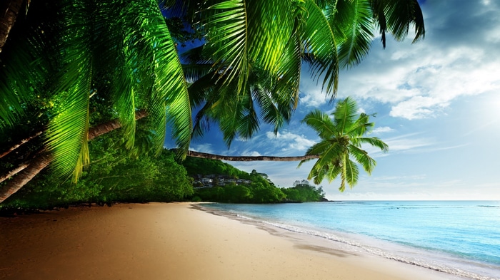 4K Beach with Palm Trees and Ocean Waves