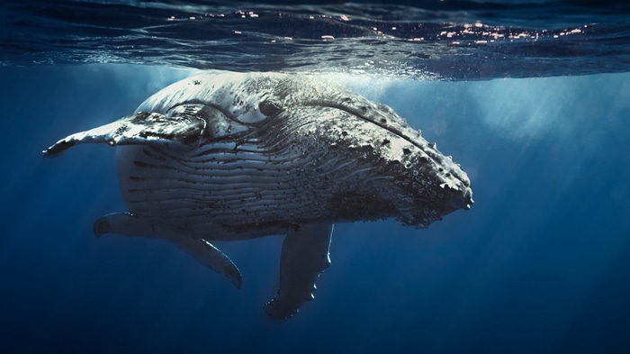 4K underwater view of a humpback whale