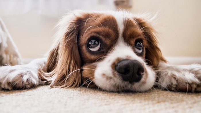 4K dog lying on carpet