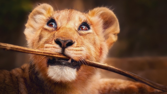 4K Lion Cub Chewing on a Stick