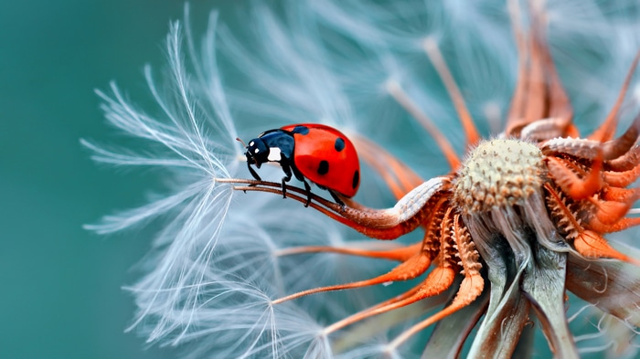 4K Ladybug on a Dandelion Seed Head