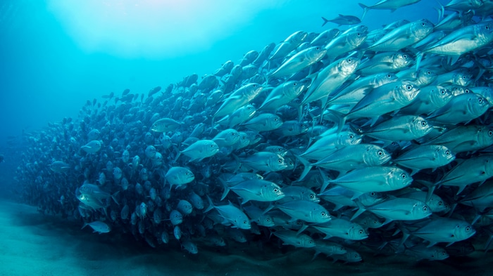 4K school of fish underwater
