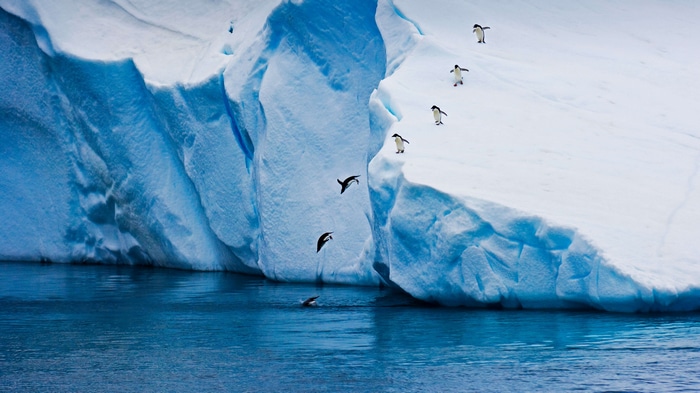 Penguins jumping off an iceberg into the water