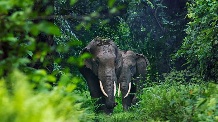 4K elephants in a dense jungle with green leaves