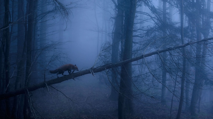 4K Fox walks on a fallen tree in a dark forest