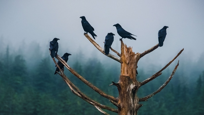 4K Ravens perched on a dead tree in a foggy forest