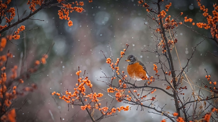 American Robin perched on a branch with berries in snow