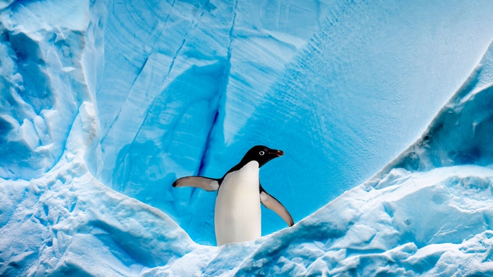 Penguin in a blue glacier cave