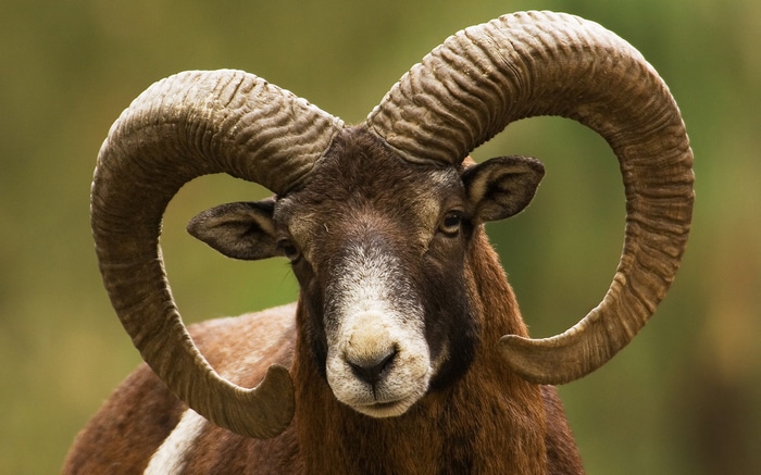 Mouflon ram with large curved horns