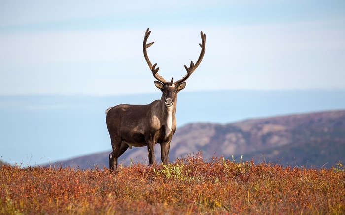 Reindeer with large antlers standing on a hill