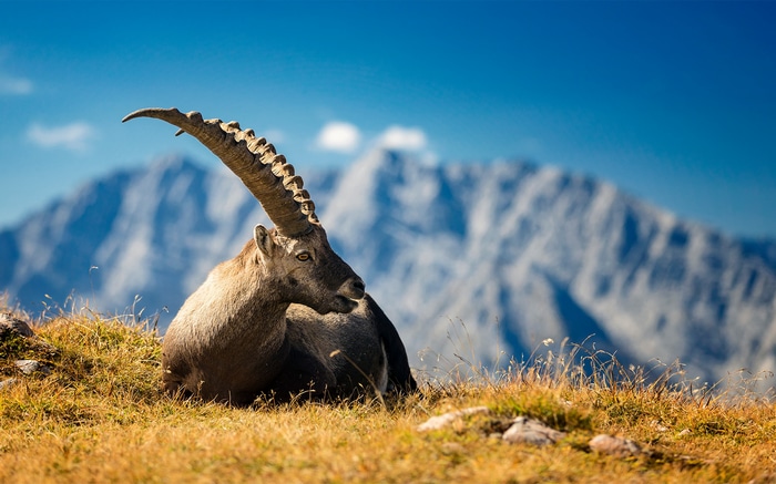 Alpine Ibex resting on a grassy mountain slope