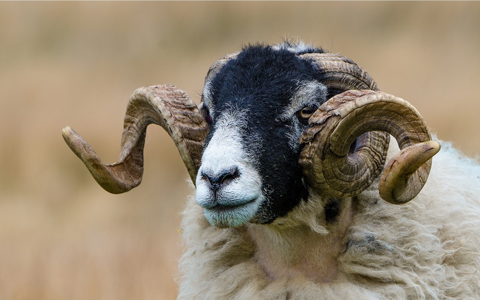Ram with large curved horns and black and white face