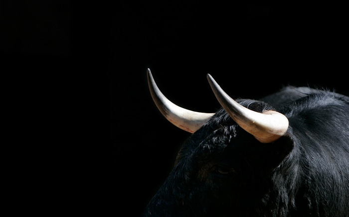 Close-up of a black bull's head with horns