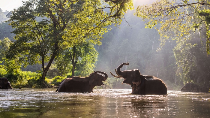 4K elephants playing in a river surrounded by trees