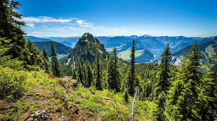 Mountain landscape with pine trees and blue sky