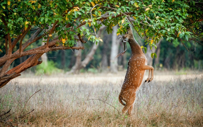 Deer eating leaves from a tree with a snake in its mouth