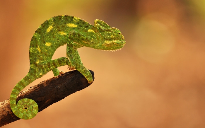 Green chameleon perched on a branch