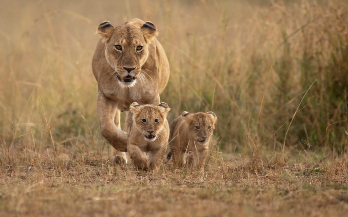 Lioness and cubs running through tall grass