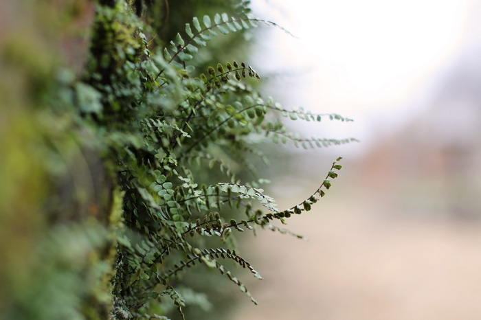 4K closeup of green ferns on a mossy wall