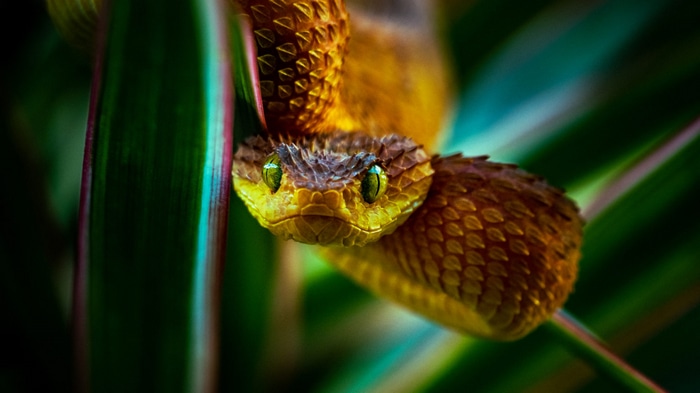 Close-up of a venomous snake with green eyes