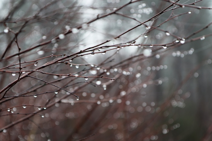 4K water drops on branches in forest