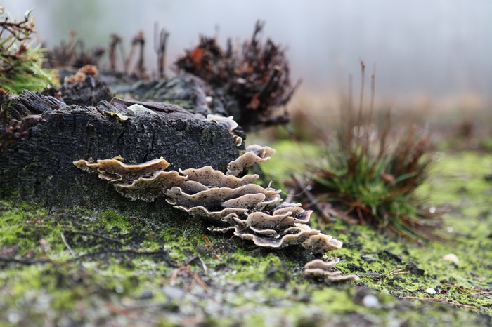 4K fungus on a tree stump in a forest