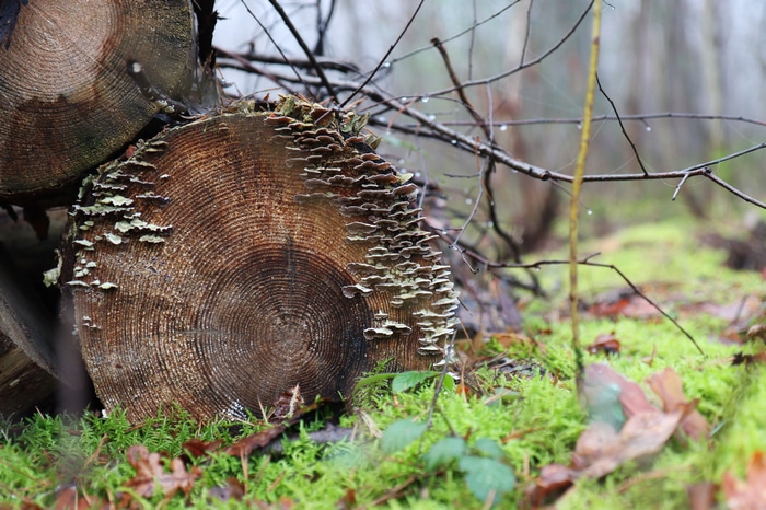Log with fungus and moss in forest