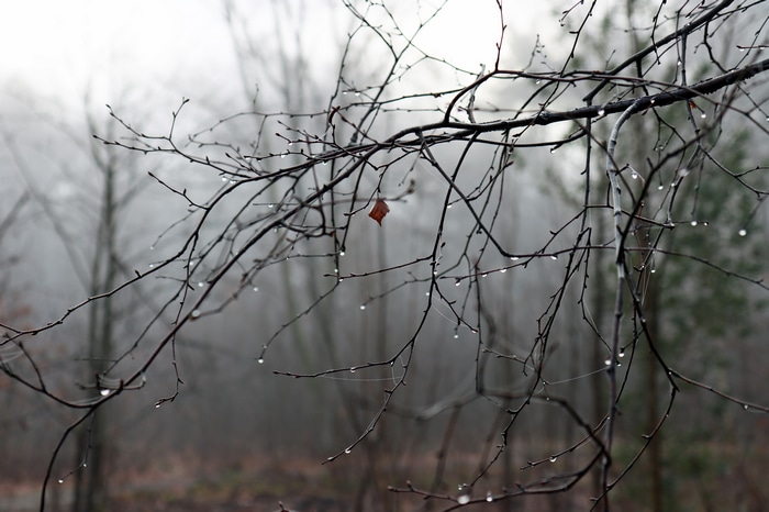 Raindrops on bare branches in a foggy forest