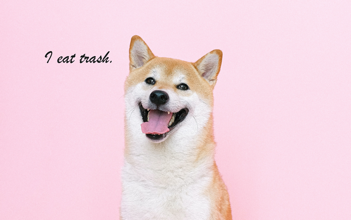 Shiba Inu dog with text "I eat trash."